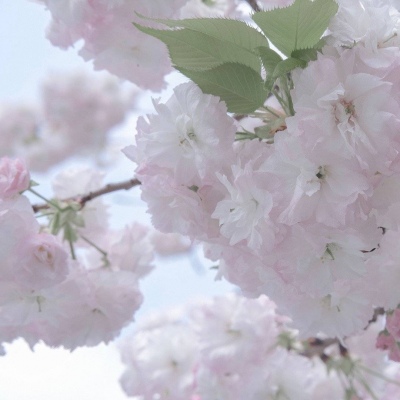 兽设零基础绘画教程福瑞群